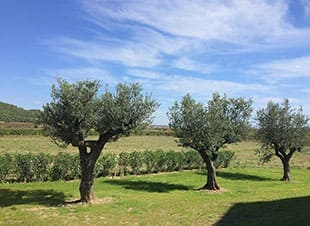 Maison d’hôte Dionysos, du domaine Vernède avec vue sur la vigne