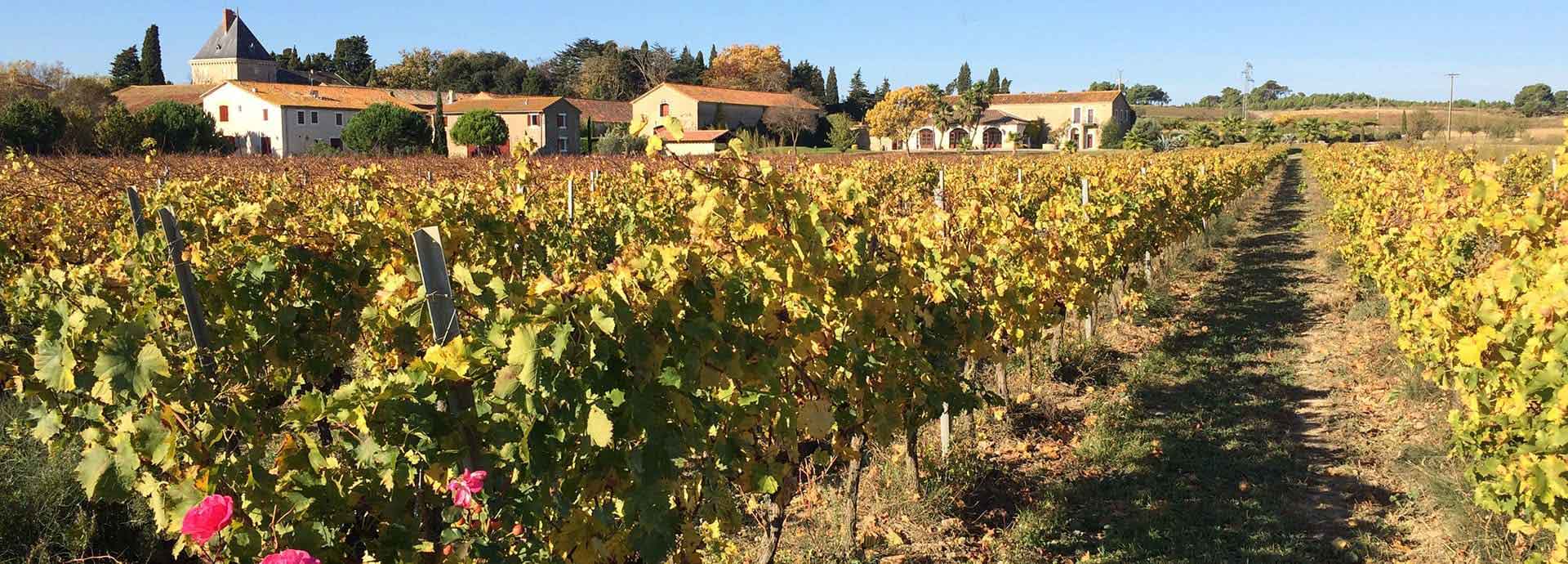 View of Domaine de la Vernède vineyards